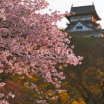 Alberto Toshio Murakami apresenta o Hanami, a tradicional celebração japonesa que convida a contemplar a beleza efêmera das cerejeiras em flor.