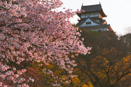 Alberto Toshio Murakami apresenta o Hanami, a tradicional celebração japonesa que convida a contemplar a beleza efêmera das cerejeiras em flor.