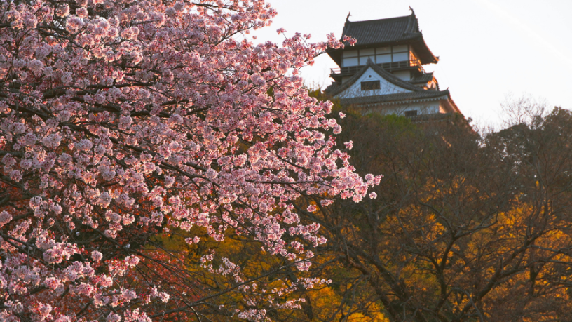 Alberto Toshio Murakami apresenta o Hanami, a tradicional celebração japonesa que convida a contemplar a beleza efêmera das cerejeiras em flor.